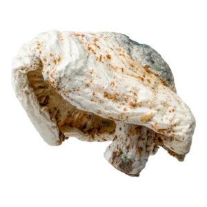 Albino Texas PE6 (AT6) Magic Mushrooms