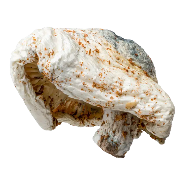 Albino Texas PE6 (AT6) Magic Mushrooms