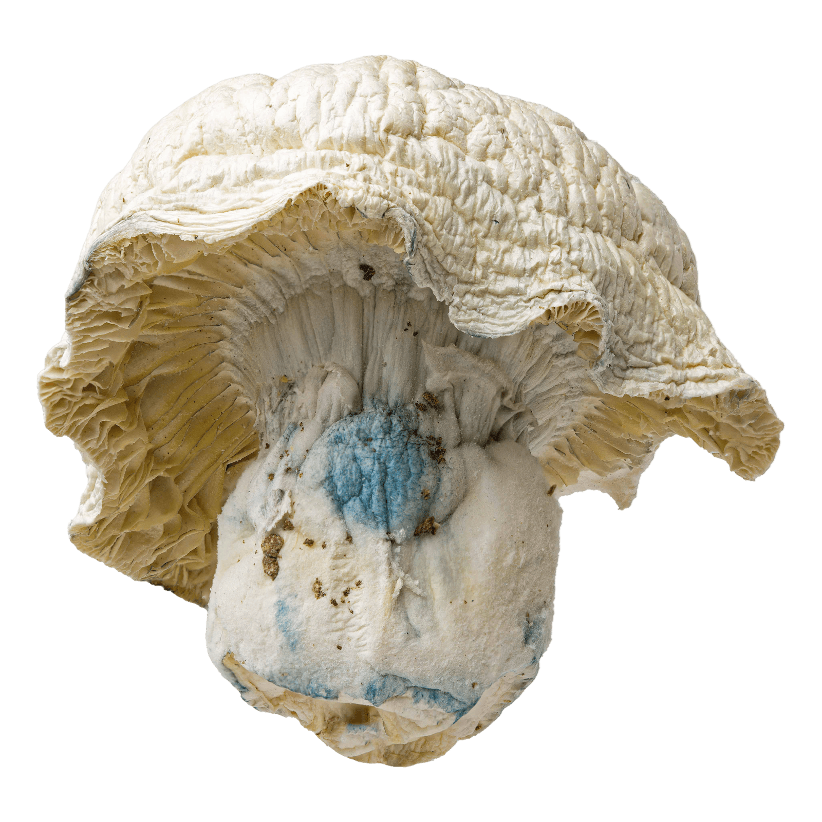 Iceberg (Albino Thai Lipa) | Magic Mushrooms | 3.5
