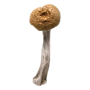 Golden Teachers Magic Mushrooms
