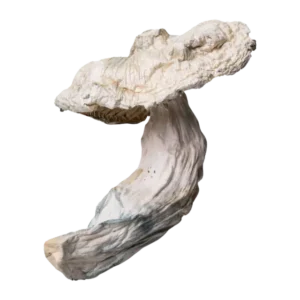True Albino Teachers Magic Mushrooms