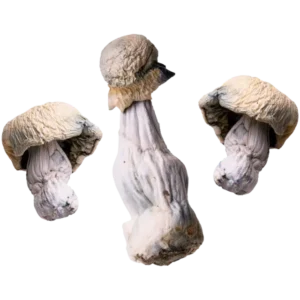 Albino Penis Envy Magic Mushrooms