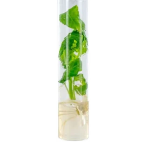 salvia divinorum cutting
