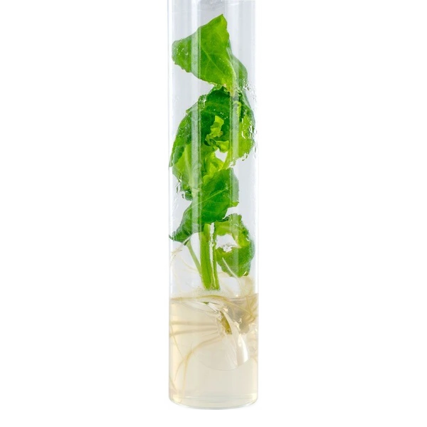 salvia divinorum cutting