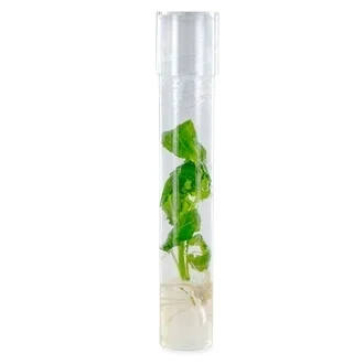 Salvia Divinorum Cutting - Image 2